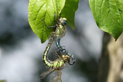 <i>Brachytron pratense</i>