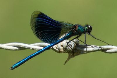 <i>Calopteryx splendens</i>