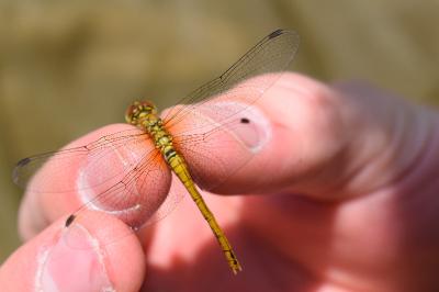 <i>Sympetrum sanguineum</i>