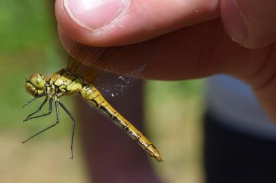<i>Sympetrum sanguineum</i>