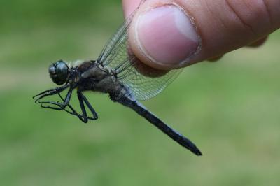 <i>Orthetrum cancellatum</i>