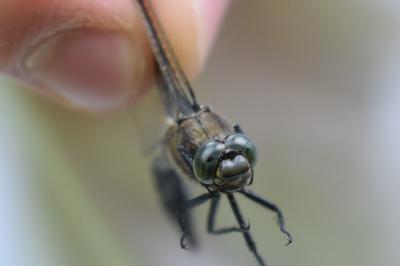 <i>Orthetrum cancellatum</i>