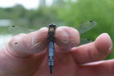 <i>Orthetrum cancellatum</i>