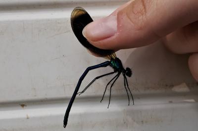 <i>Calopteryx splendens</i>