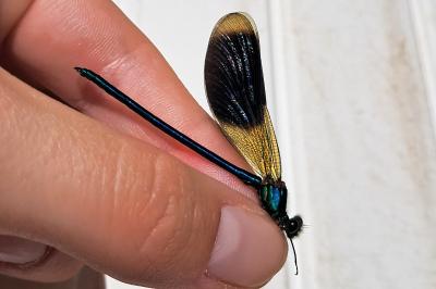 <i>Calopteryx splendens</i>