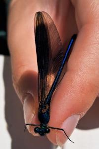 <i>Calopteryx splendens</i>