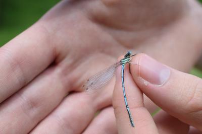 <i>Platycnemis pennipes</i>
