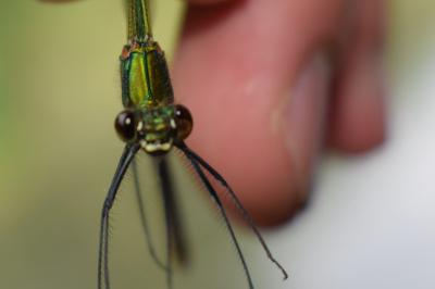 <i>Calopteryx splendens</i>