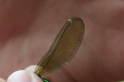 <i>Calopteryx splendens</i>