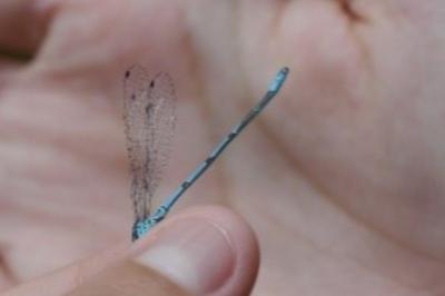 <i>Coenagrion puella</i>