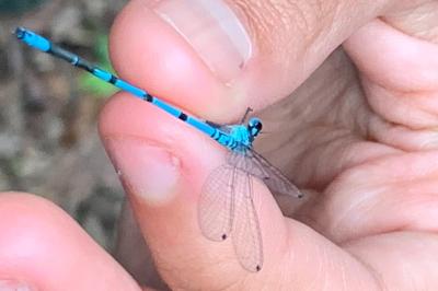 <i>Coenagrion puella</i>