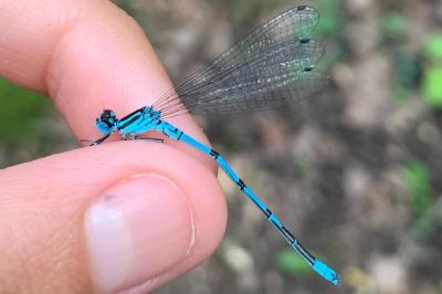 <i>Coenagrion puella</i>