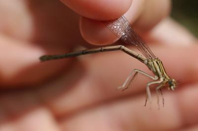 <i>Sympecma fusca</i>