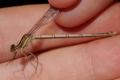 <i>Sympecma fusca</i>