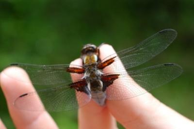<i>Libellula depressa</i>