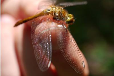 <i>Sympetrum sanguineum</i>