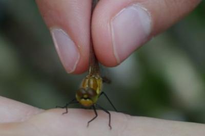 <i>Sympetrum sanguineum</i>