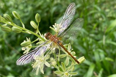 <i>Sympetrum sanguineum</i>