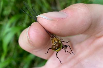 <i>Sympetrum sanguineum</i>