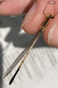 <i>Platycnemis pennipes</i>