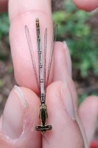 <i>Platycnemis pennipes</i>