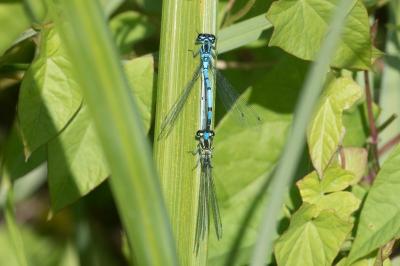 <i>Coenagrion puella</i>