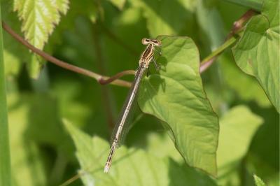 <i>Platycnemis pennipes</i>