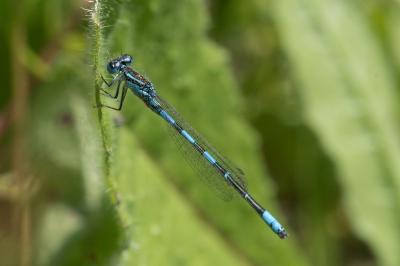 <i>Coenagrion scitulum</i>