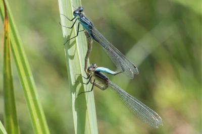 <i>Ischnura elegans</i>