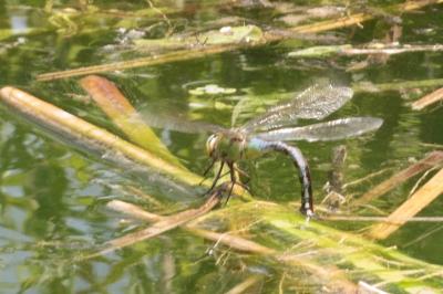 <i>Anax imperator</i>