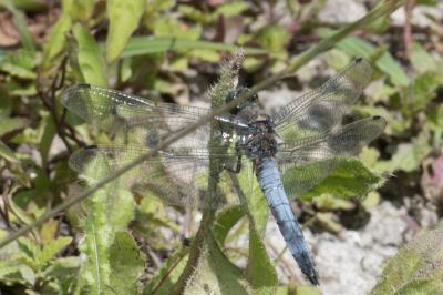 <i>Orthetrum cancellatum</i>