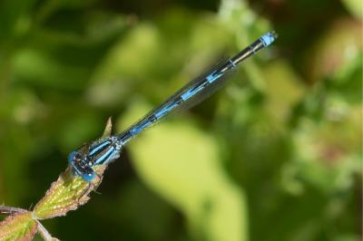 <i>Erythromma lindenii</i>