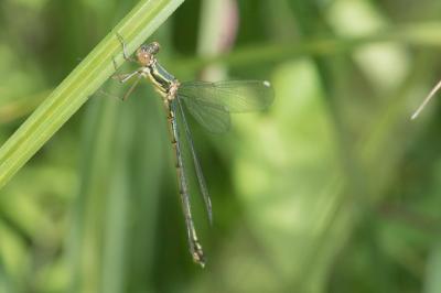 <i>Chalcolestes viridis</i>
