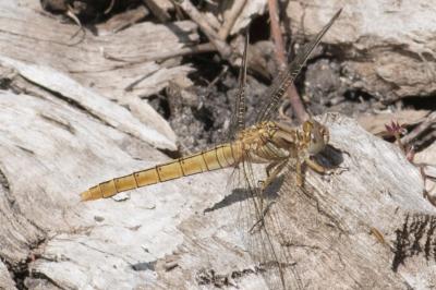 <i>Orthetrum brunneum</i>