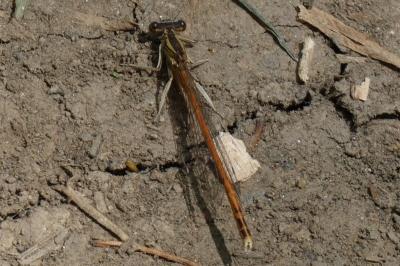 <i>Platycnemis acutipennis</i>