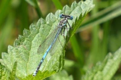 <i>Platycnemis pennipes</i>