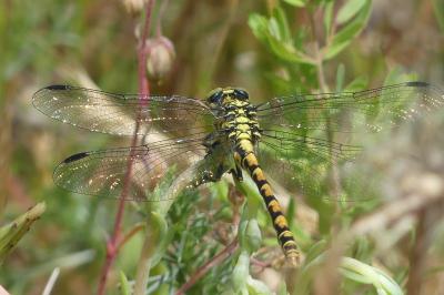 <i>Onychogomphus forcipatus</i>