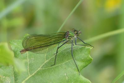 <i>Calopteryx splendens</i>