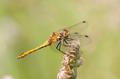 <i>Sympetrum sanguineum</i>