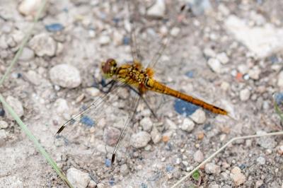 <i>Sympetrum sanguineum</i>