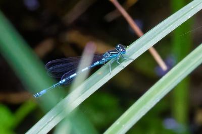 <i>Coenagrion mercuriale</i>