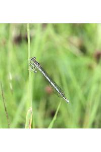 <i>Platycnemis pennipes</i>