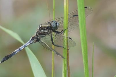 <i>Orthetrum albistylum</i>