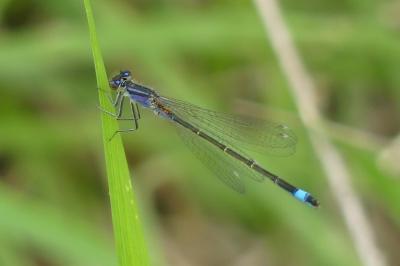 <i>Ischnura elegans</i>