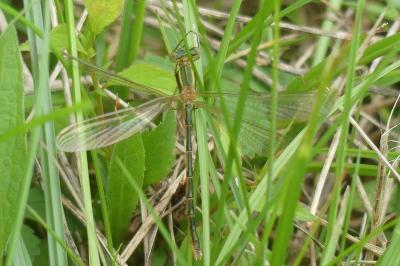 <i>Chalcolestes viridis</i>