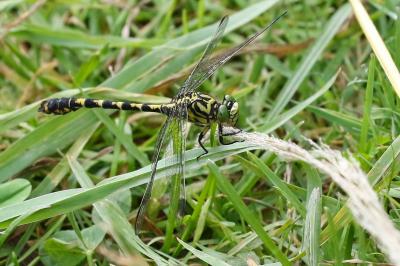 <i>Onychogomphus forcipatus</i>