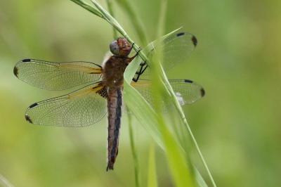 <i>Libellula fulva</i>