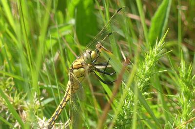 <i>Orthetrum cancellatum</i>
