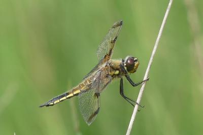 <i>Libellula quadrimaculata</i>