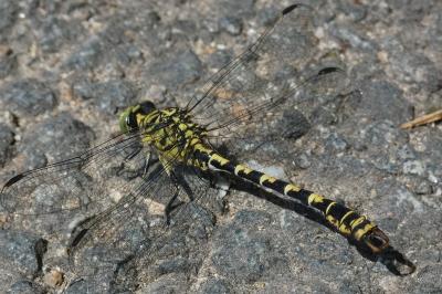 <i>Onychogomphus forcipatus</i>